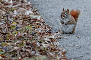 Životnost zvířat ve městech